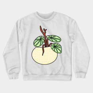 Watermeloenplant Peperomia Watermelon Color Crewneck Sweatshirt